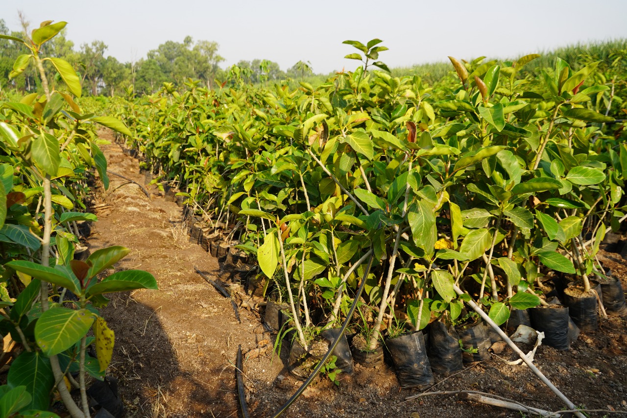 श्री महालक्ष्मी नर्सरी